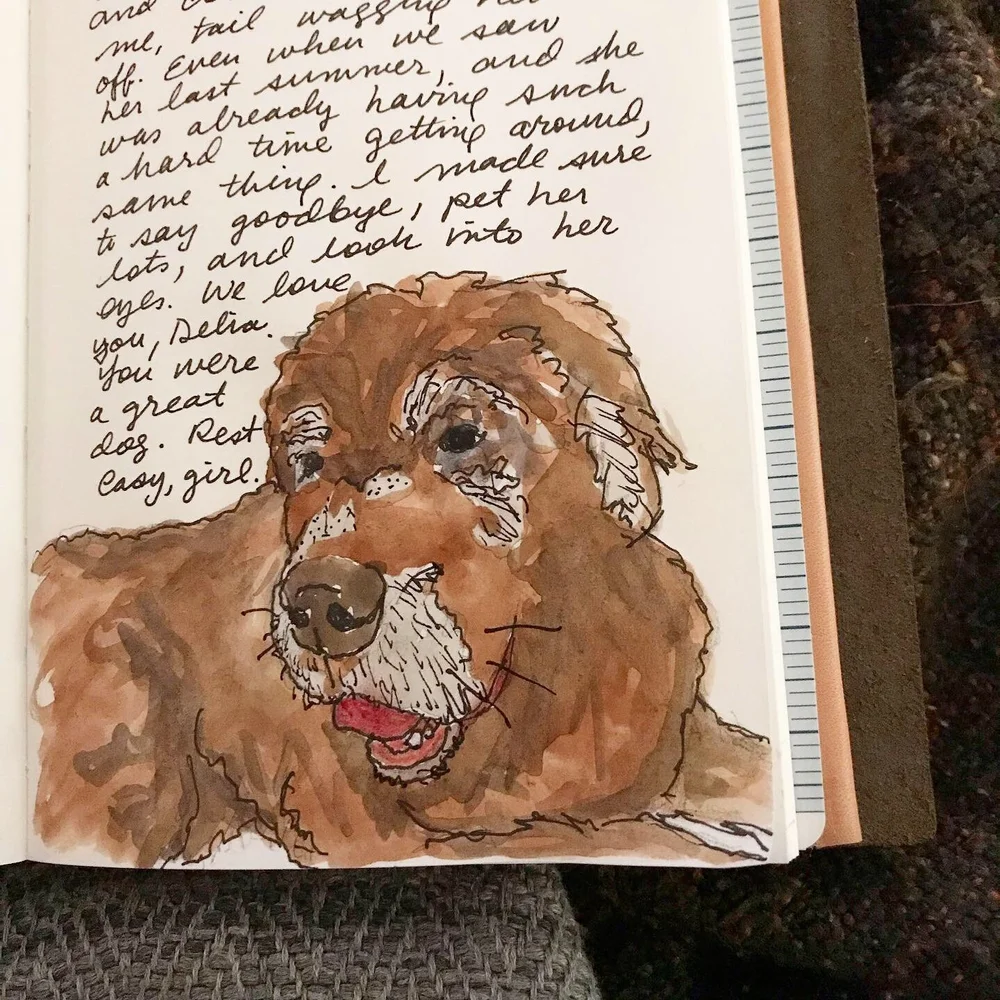 drawing of delia