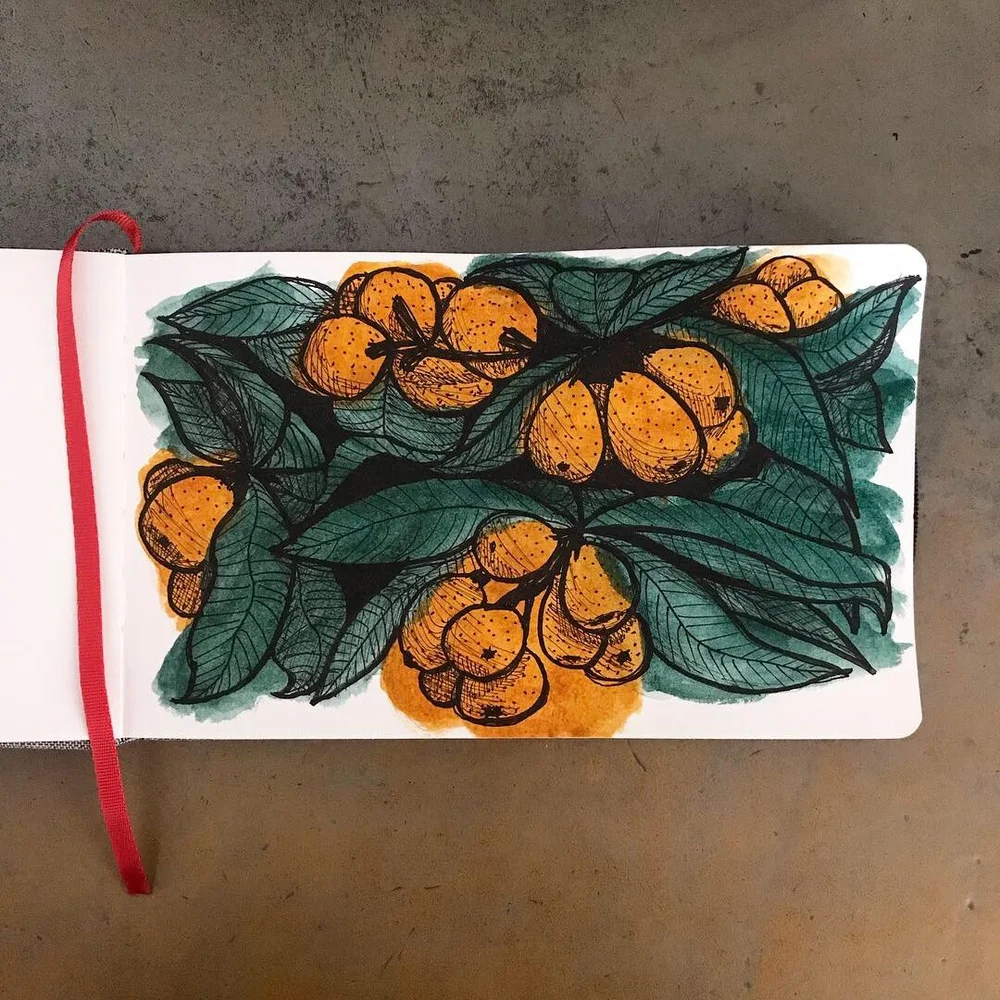 drawing of oranges